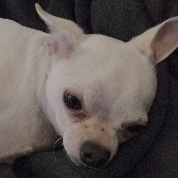 This is Boston. Help me save him.💞 - Picture 4 of 10